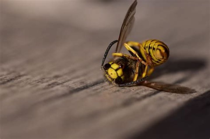 Do dead wasps attract other wasps?