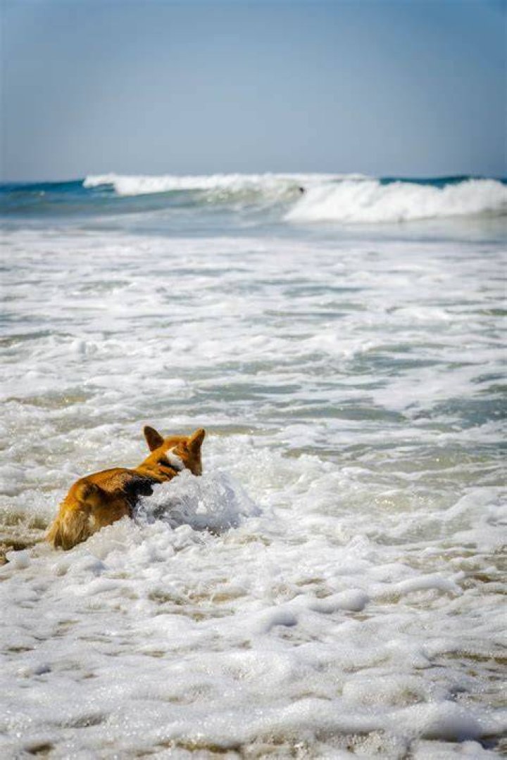 Do dogs attract sharks at the beach?