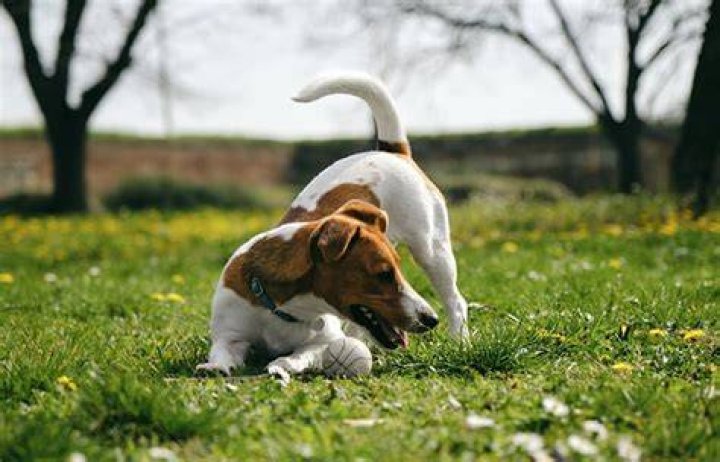 Do dogs chase rats?