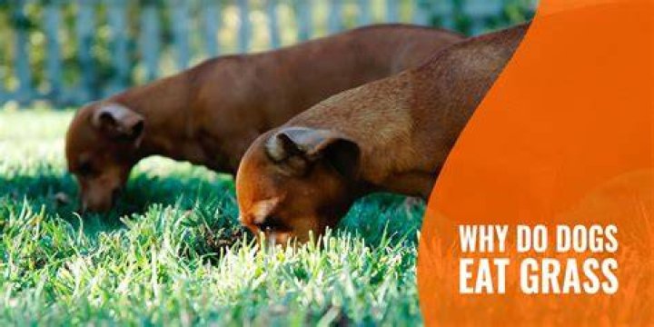 Do dogs eat grass when they have worms?