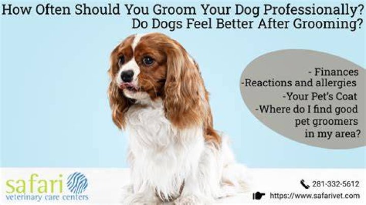 Do dogs feel better after grooming?