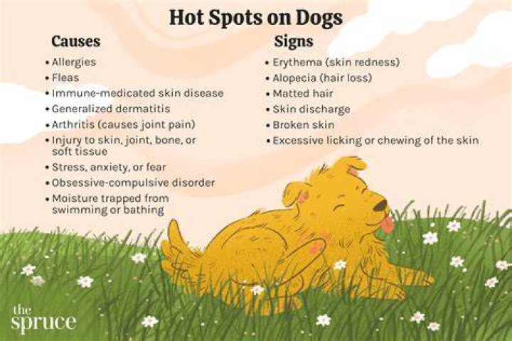 Do dogs get hot at night?