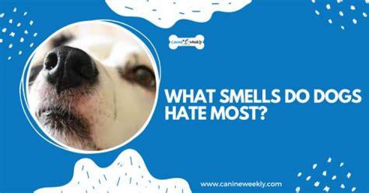 Do dogs hate white vinegar?