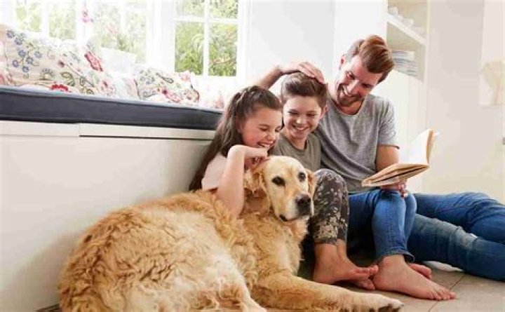 Do dogs have a favorite family member?