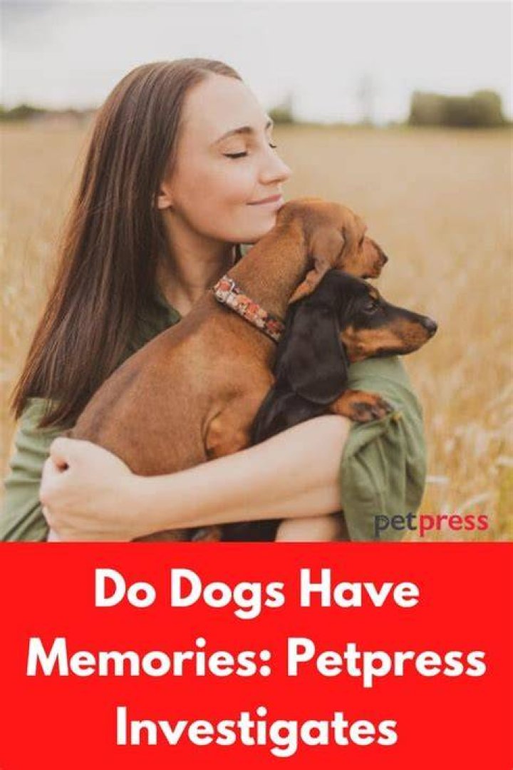 Do dogs have a memory?