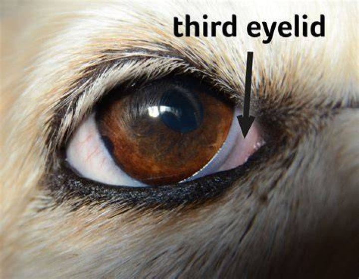 Do dogs have a third eyelid?