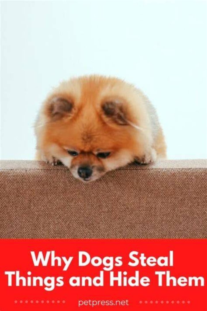 Do dogs hide when they don't feel well?