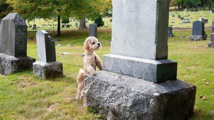 Do dogs know their owners grave?