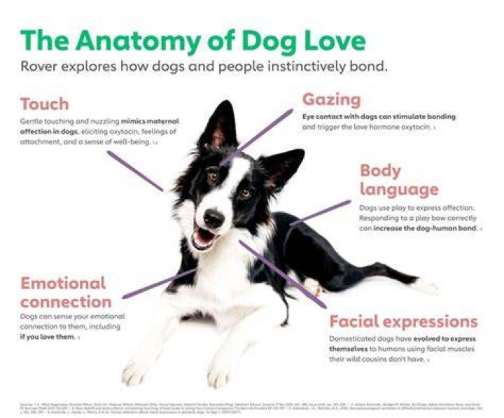 Do dogs know we love them?