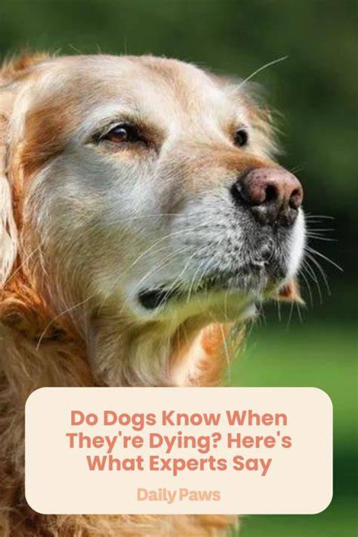 Do dogs know were not dogs?