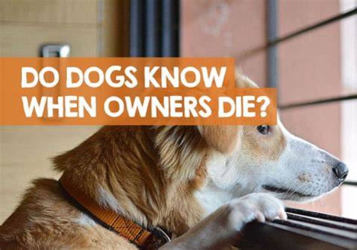 Do dogs know when their owner has died?