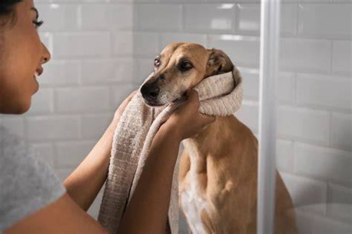 Do dogs like cold baths?