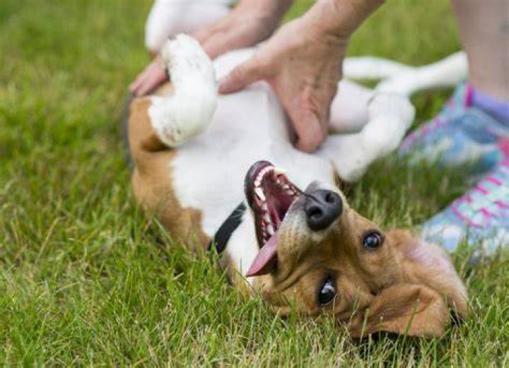 Do dogs like having their snout rubbed?