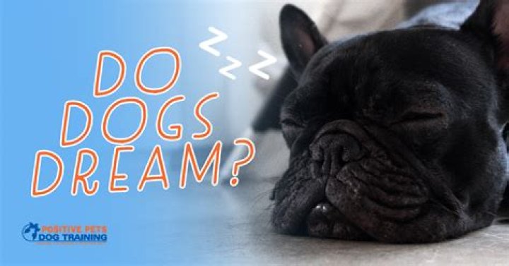 Do dogs like to be pet while they sleep?