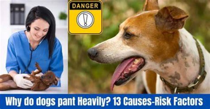 Do dogs pant when they are in pain?