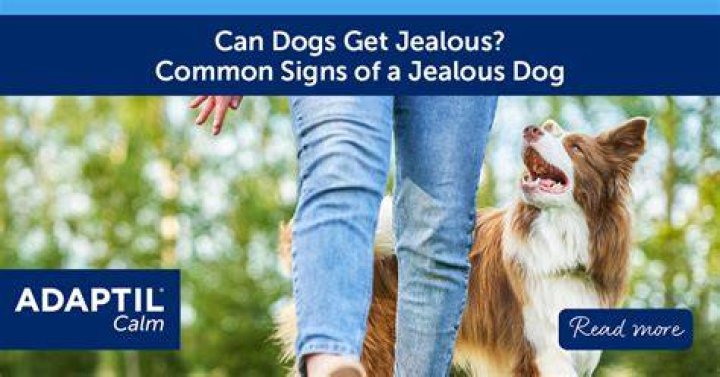 Do dogs really get jealous?