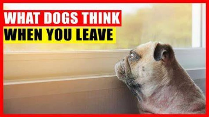 Do dogs remember you when you leave?