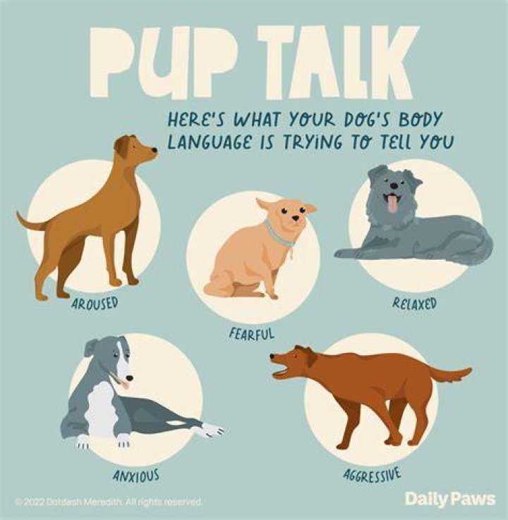 Do dogs talk back?