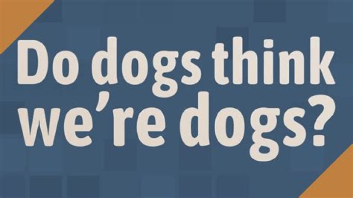 Do dogs think we're smart?