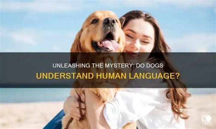 Do dogs understand friendship?