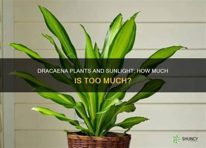 Do Dracaena plants need sunlight?