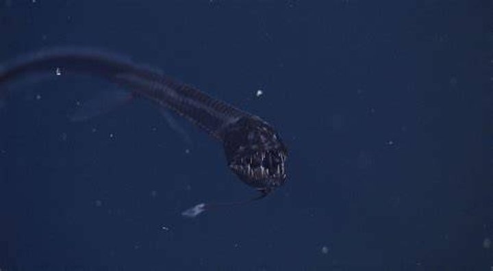Do dragon fish exist?