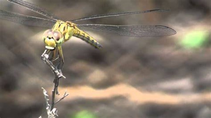 Do dragonflies eat mosquitoes?