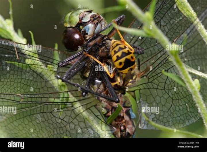 Do dragonflies eat wasps?