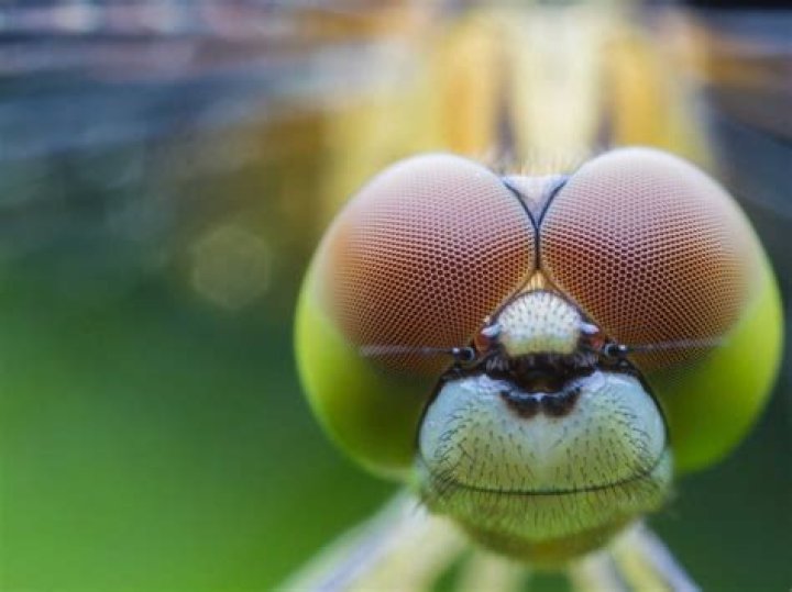 Do dragonflies have 2 eyes?