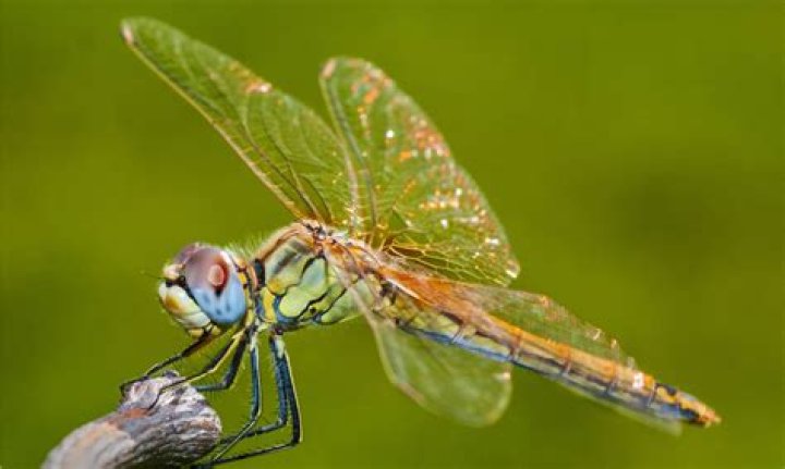 Do dragonflies have feelings?