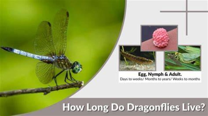 Do dragonflies live for one day?