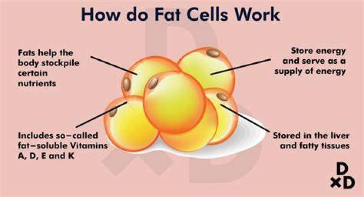 Do fat cells go away?
