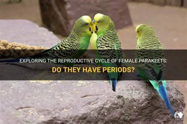 Do female parrots have periods?
