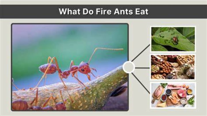 Do fire ants eat garlic?