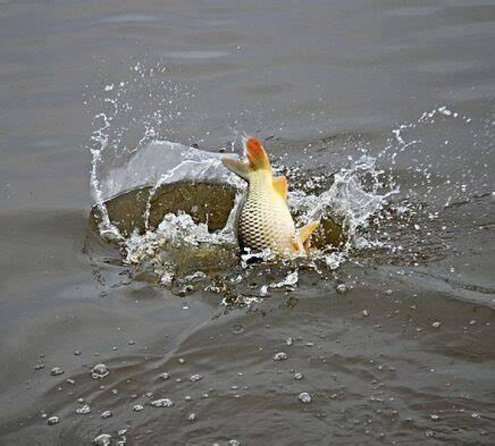 Do fish bite when they are jumping?