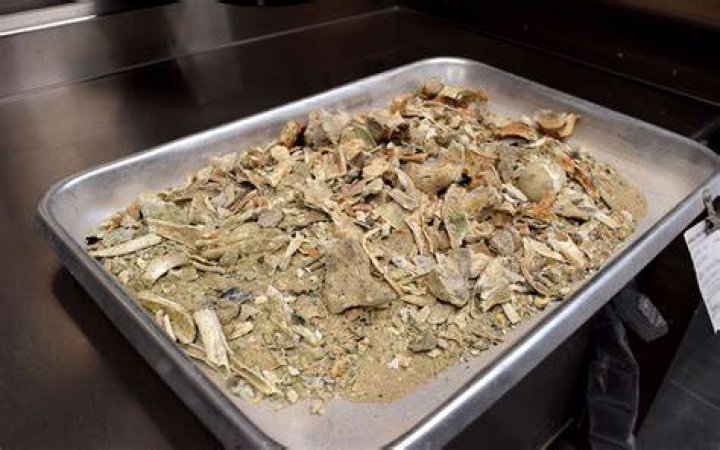 Do fish eat cremated remains?