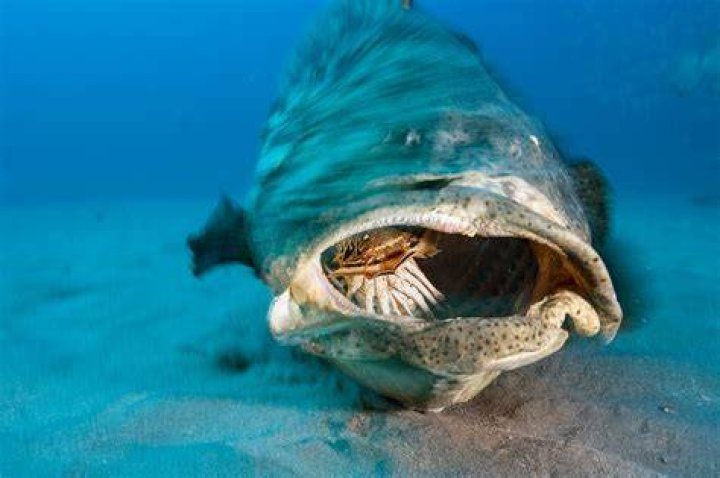 Do fish eat human ashes?