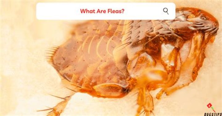 Do fleas like human blood?