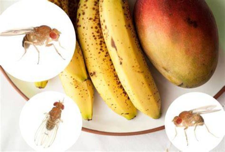 Do flies lay eggs in bananas?