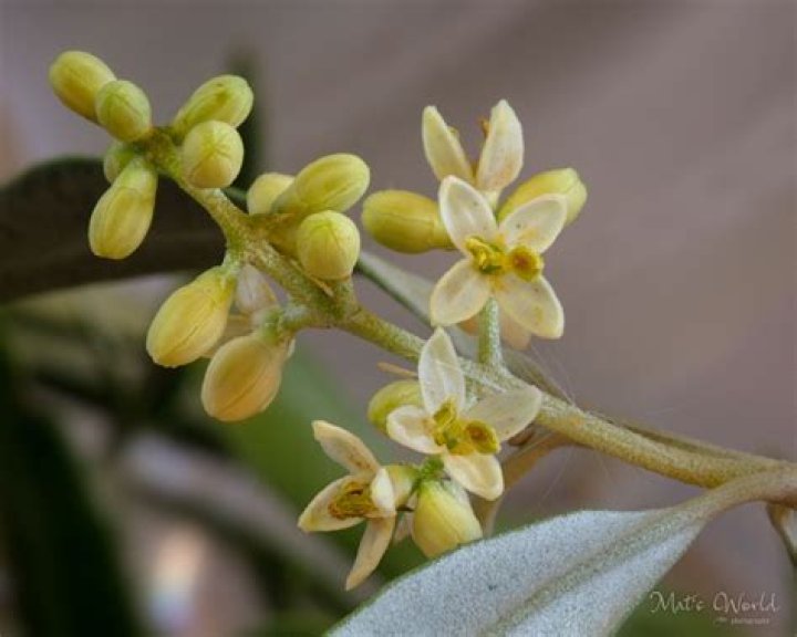 Do flowers on olive trees turn into olives?