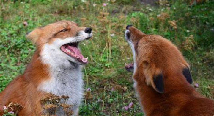 Do foxes laugh?