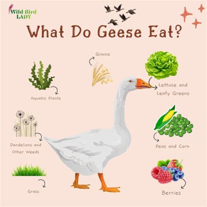 Do geese eat dandelions?