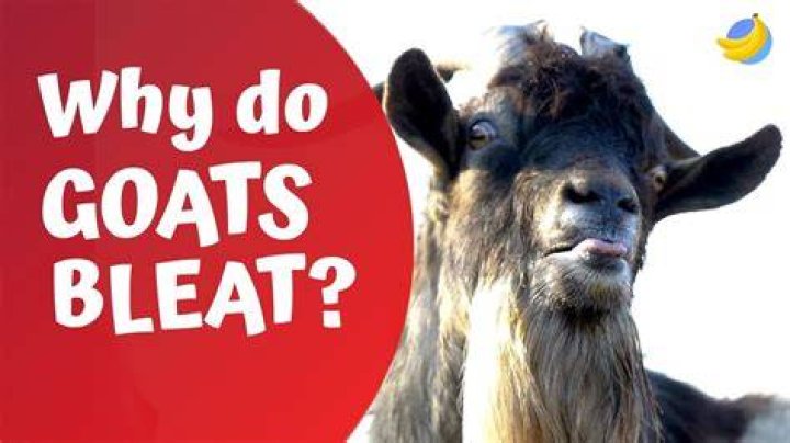Do goats Baa or bleat?