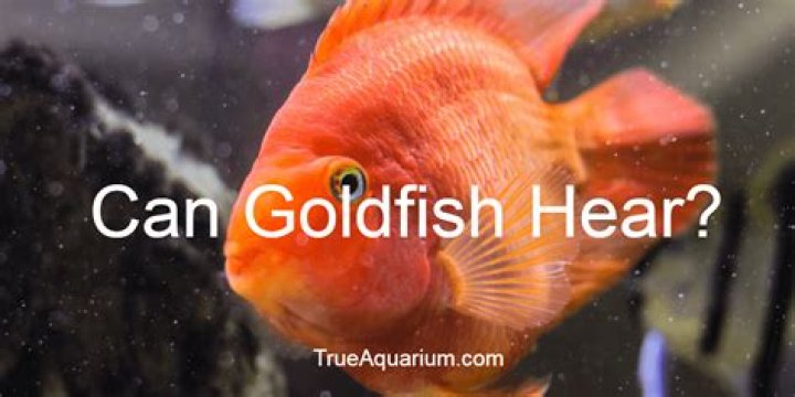 Do goldfish hear?