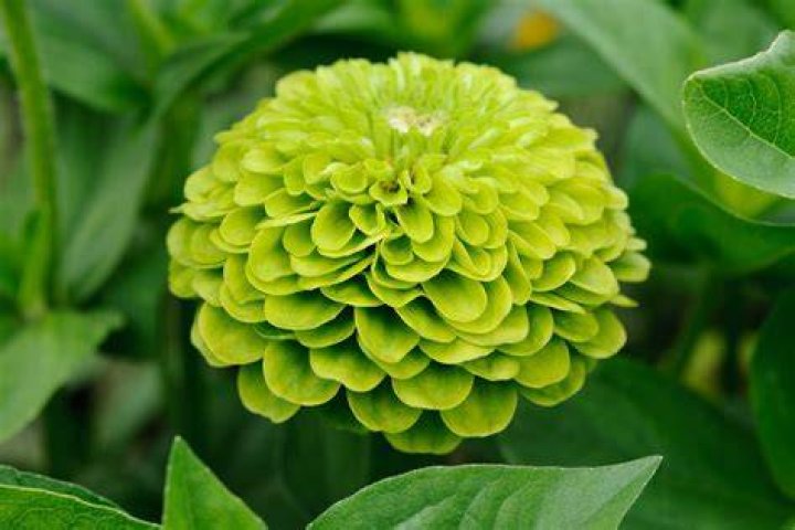 Do green flowers exist?