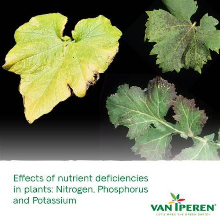 Do green leaves have nitrogen?
