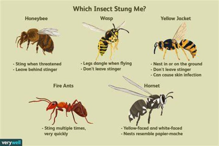 Do Ground bees sting you?