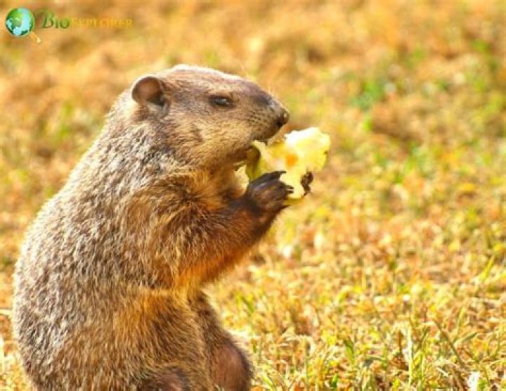Do groundhogs eat bananas?