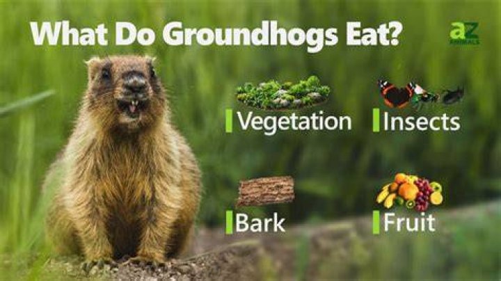 Do groundhogs eat geraniums?