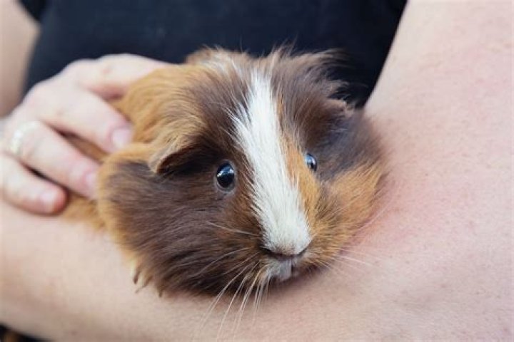 Do guinea pigs get attached to one person?